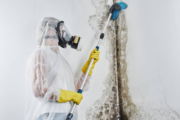 Best Local Mold Removal Service  in Richlandtown, PA