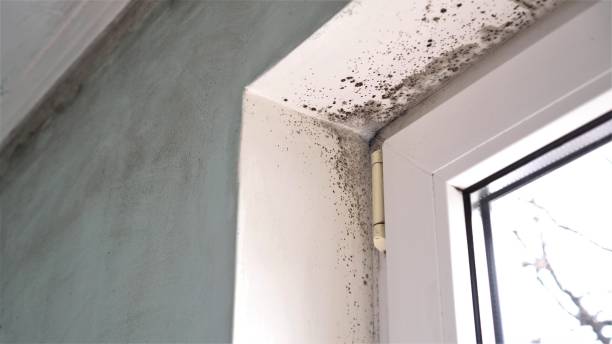 Best Local Mold Removal Service  in Richlandtown, PA
