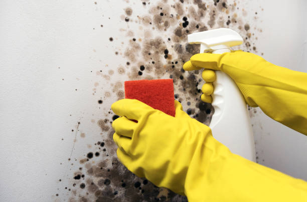 Best Office Mold Removal Services  in Richlandtown, PA