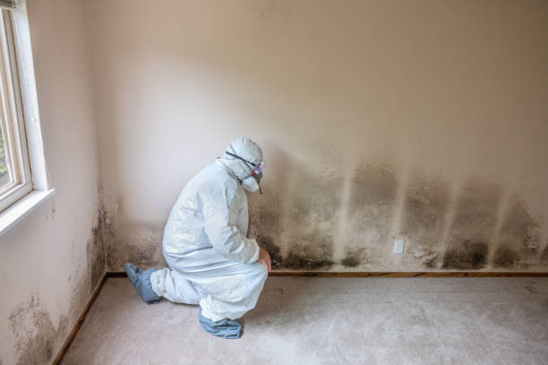 Best Best Mold Removal Companies  in Richlandtown, PA