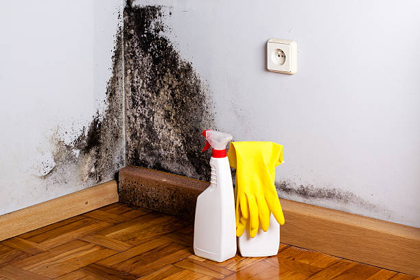Best Home Mold Removal  in Richlandtown, PA