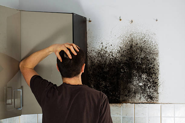 Best Black Mold Removal  in Richlandtown, PA